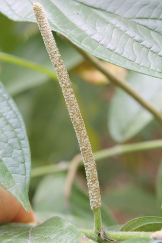 Image of Piper hispidum by (c) Viacheslav Shalisko, some rights reserved (CC BY)