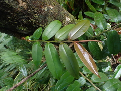 Marcgravia rectiflora