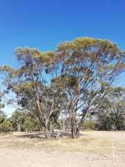 Eucalyptus occidentalis