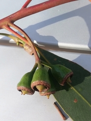 Eucalyptus occidentalis