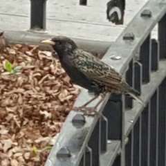 Sturnus vulgaris
