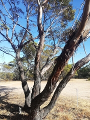 Eucalyptus occidentalis