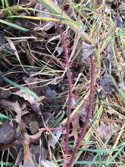 Rubus phoenicolasius