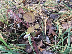 Rubus phoenicolasius