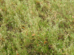 Atriplex paludosa