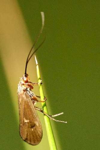 Potamophylax nigricornis