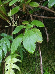 Jovellana sinclairii