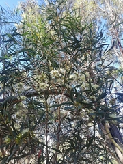 Eucalyptus xanthonema