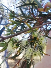 Eucalyptus xanthonema