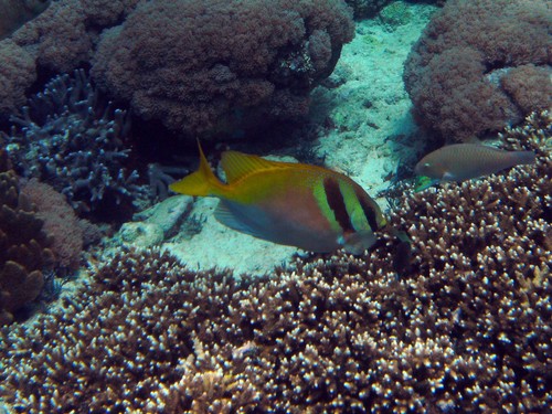 Barhead spinefoot (Siganus virgatus) — Siganidae — 4