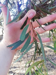 Eucalyptus xanthonema