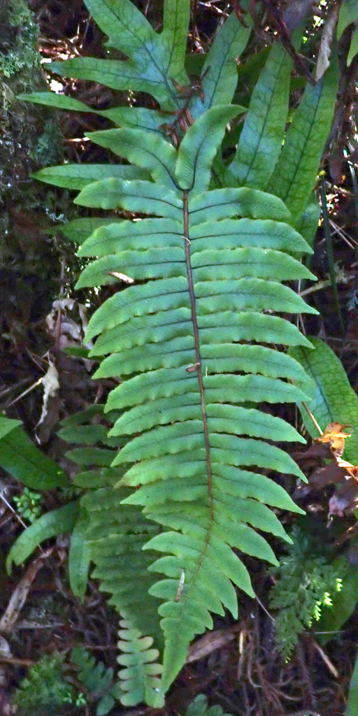 mountain hard fern