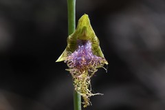 Calochilus therophilus