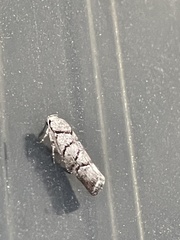 Lichenaula onychodes