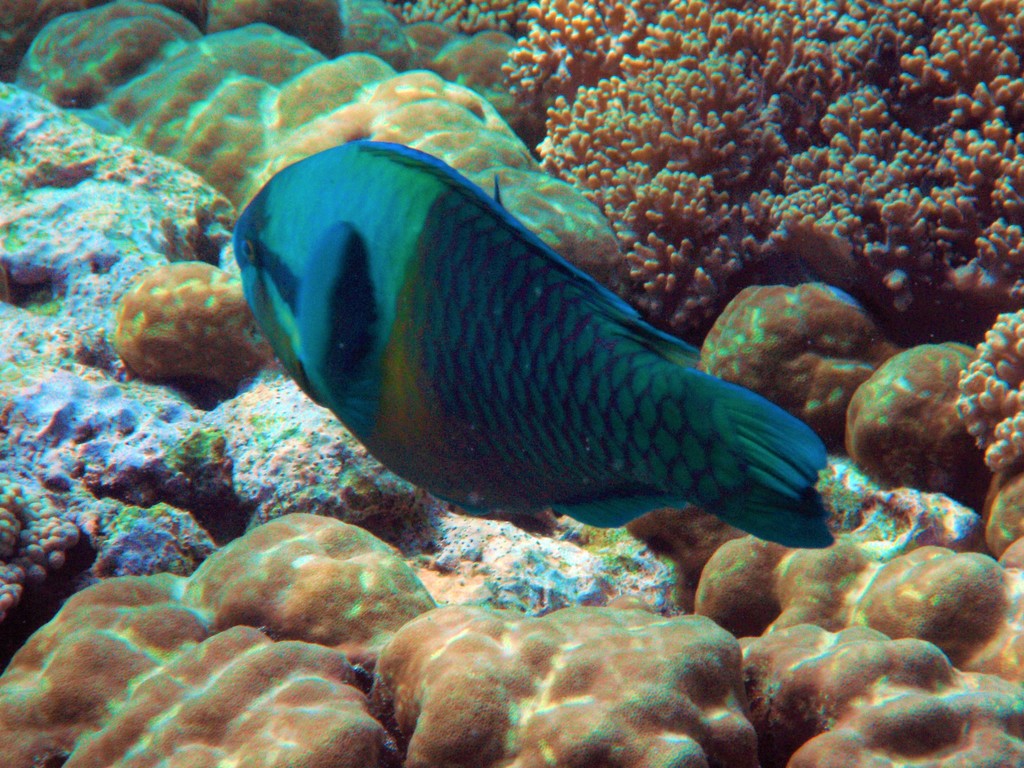 Halfband-papegaaivis (Scarus dimidiatus) — Scaridae
