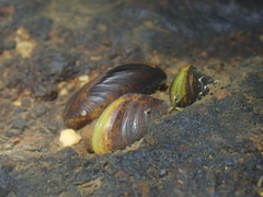 Limnoperna fortunei