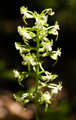 Platanthera orbiculata