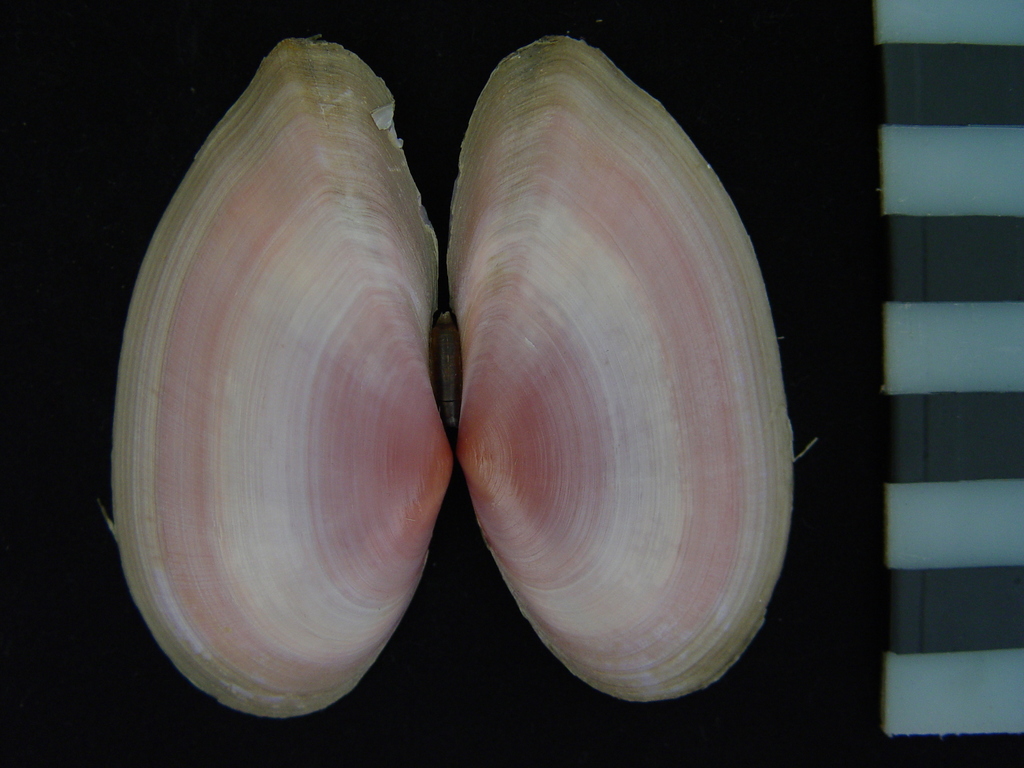 Psammotella
