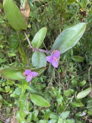 Tradescantia pallida