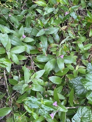Tradescantia pallida
