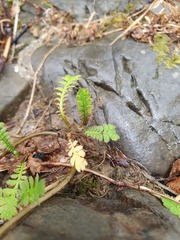 Leptinella squalida