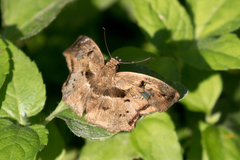 Quadrus lugubris lugubris