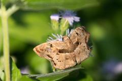 Quadrus lugubris lugubris