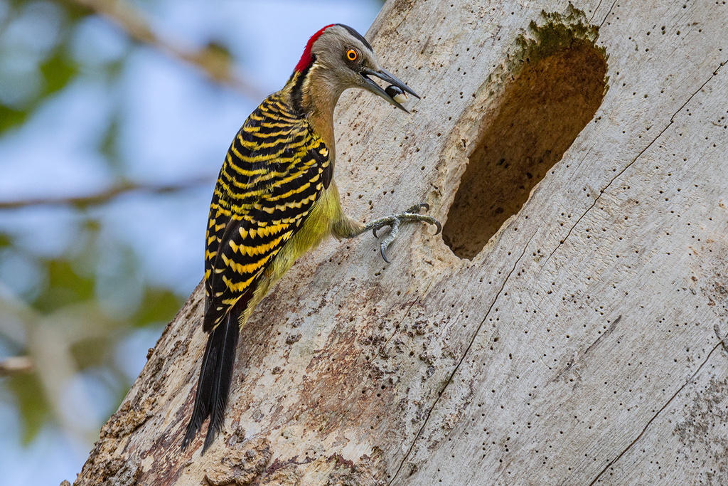 Hispaniolan Woodpecker photo