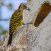 Hispaniolan Woodpecker - Photo (c) Pedro Genaro Rodriguez, some rights reserved (CC BY-NC), uploaded by Pedro Genaro Rodriguez