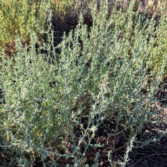 Sclerolaena muricata