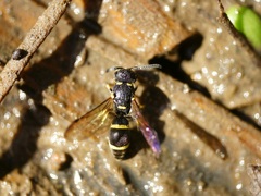 Stenodynerus chevrieranus