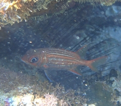 Neoniphon vexillarium