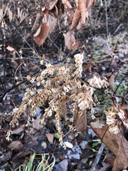 Reynoutria japonica