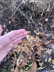 Reynoutria japonica