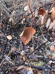 Reynoutria japonica
