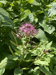 Polanisia dodecandra riograndensis