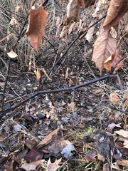 Reynoutria japonica
