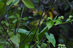 Phylloscopus goodsoni