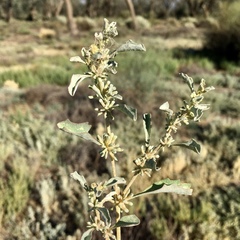 Atriplex acutibractea