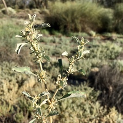 Atriplex acutibractea