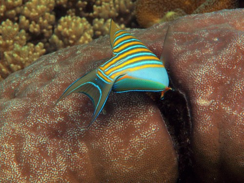 Blue banded surgeonfish (Acanthurus lineatus) — Acanthuridae — 3