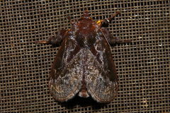 Phocoderma velutina