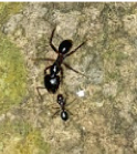 Camponotus rufifemur