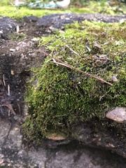 Clasmatodon parvulus