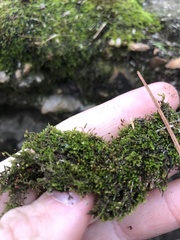 Clasmatodon parvulus