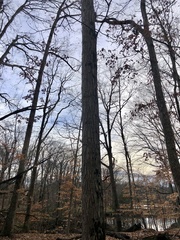 Carya ovata