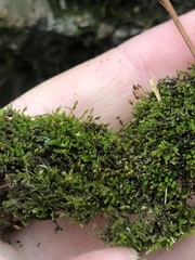 Clasmatodon parvulus