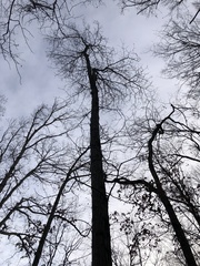Carya ovata