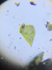 Clasmatodon parvulus