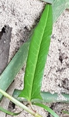 Persicaria praetermissa